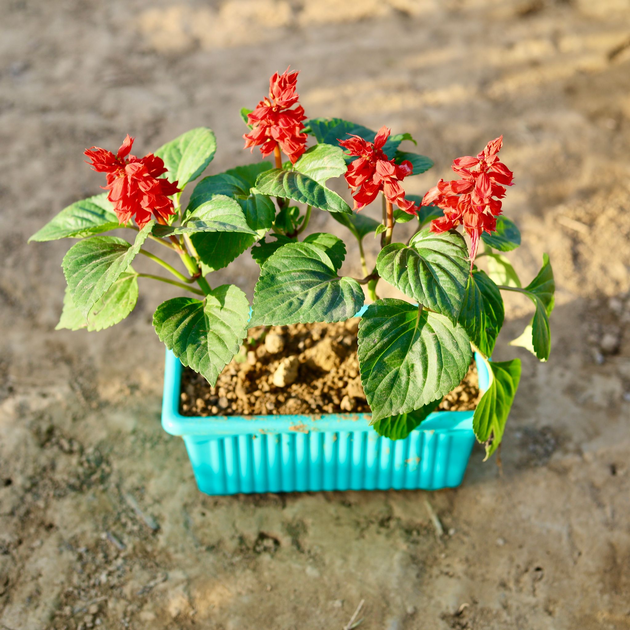 Salvia Red in 8x3 inch Rectangular Window Plastic Planter (any colour)
