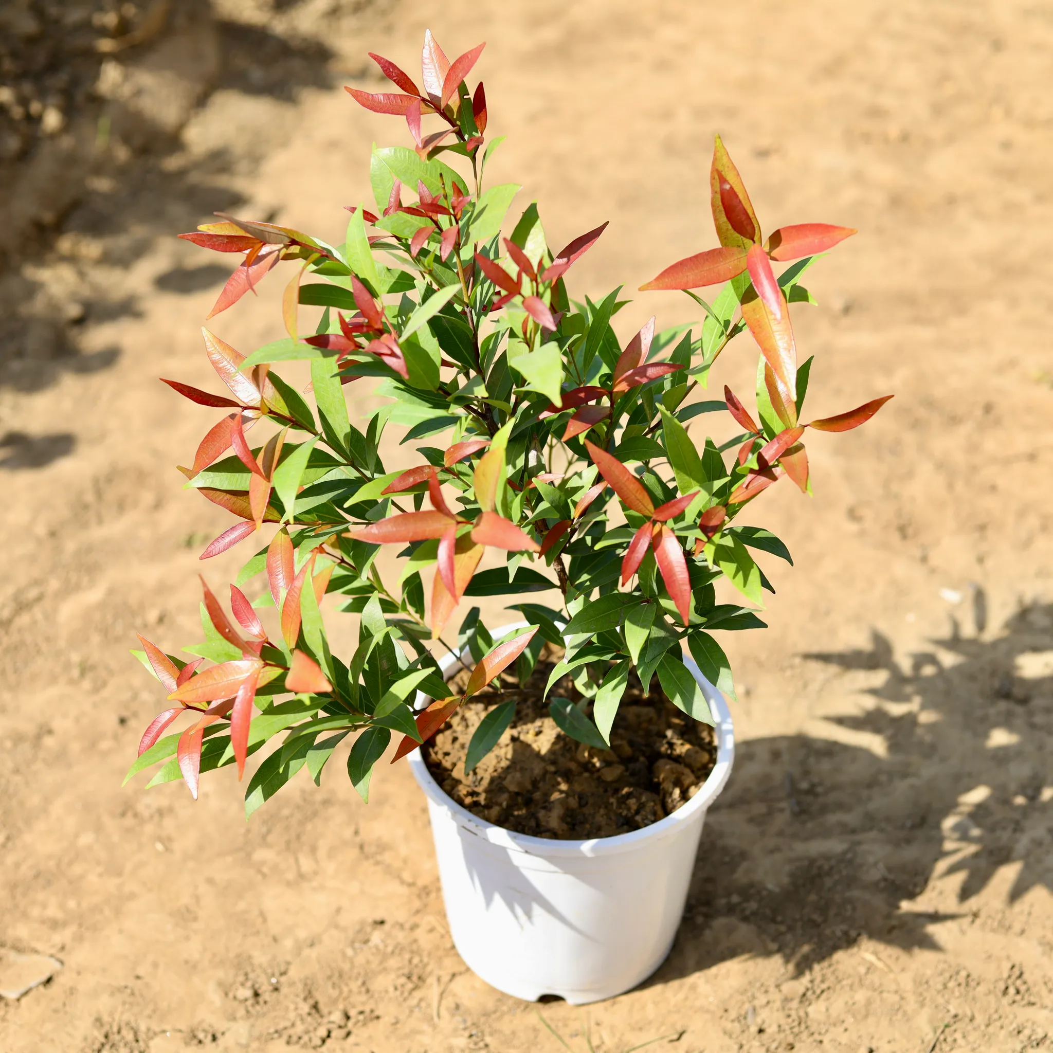 Syzygium / Christina Ficus in 6 inch White Nursery Pot