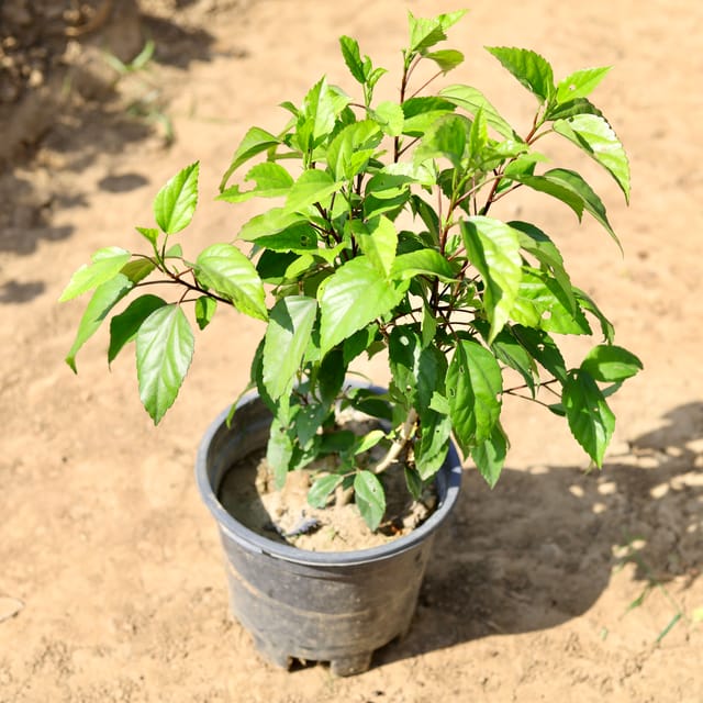 Hibiscus / Gudhal Red in 8 inch Nursery Pot