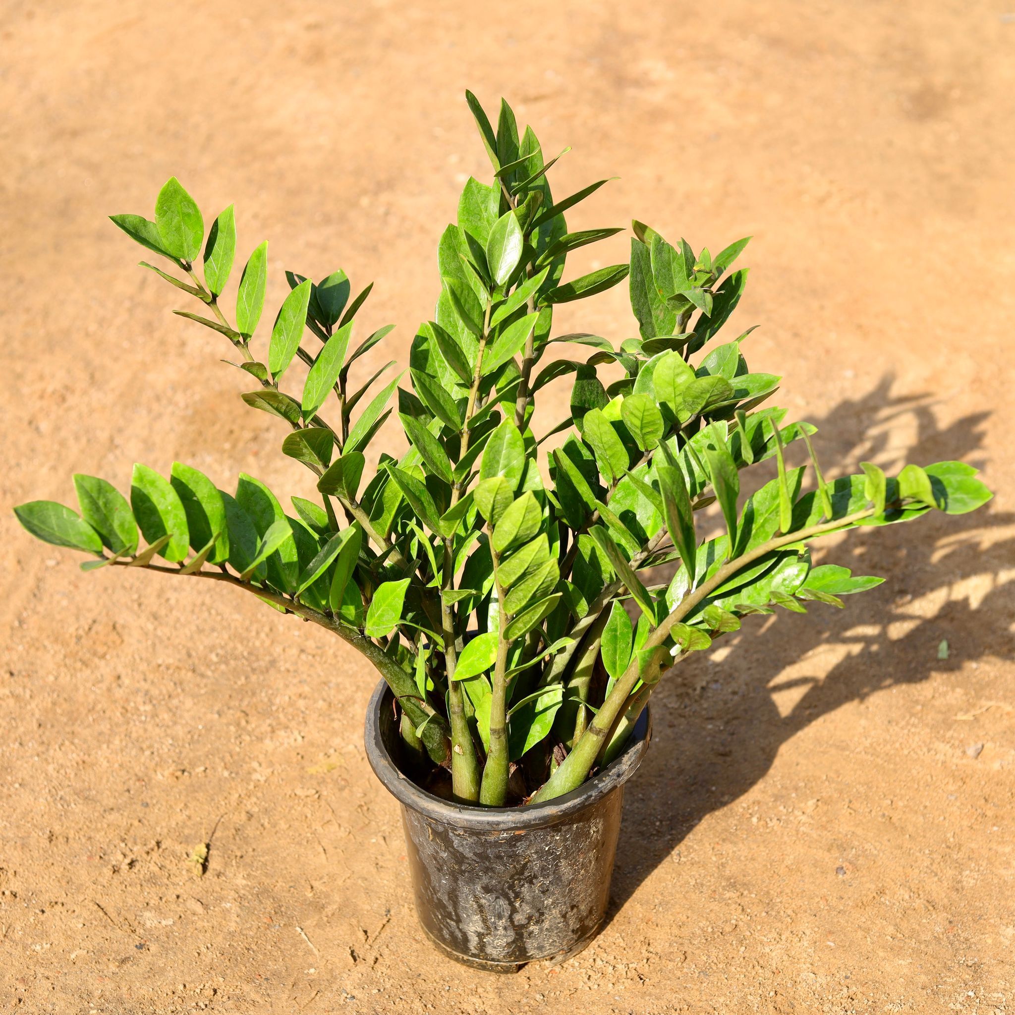 Zz Green Bushy (~2 ft) in 8 Inch Nursery Pot