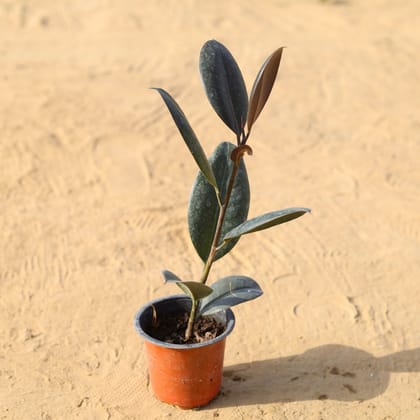 Buy Rubber Plant in 4 Inch Nursery Pot Online | Urvann.com