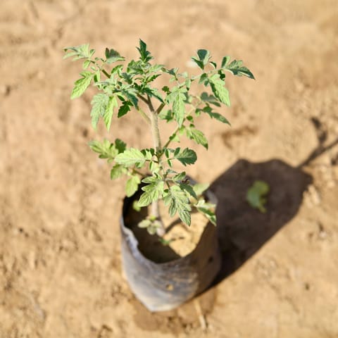 Tomato Plant in 4 inch Nursery Bag