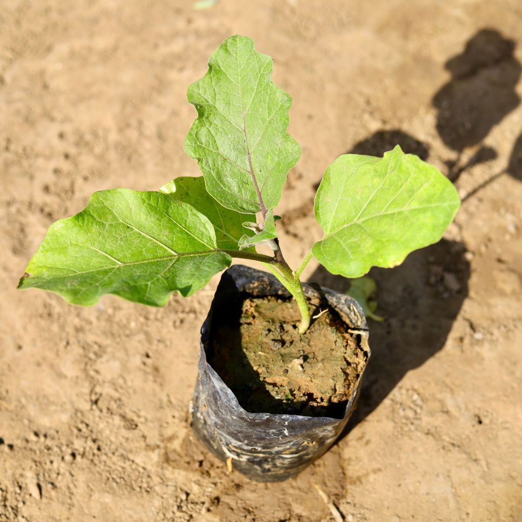 Baigan / Brinjal Plant in 4 inch Nursery Bag