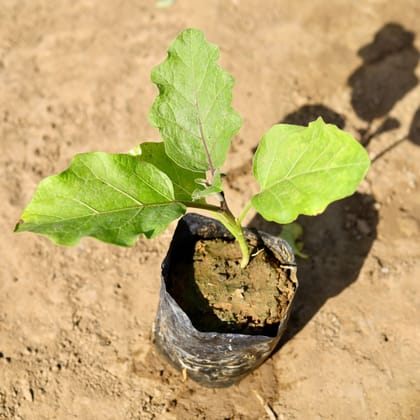 Buy Baigan / Brinjal Plant in 4 inch Nursery Bag Online | Urvann.com