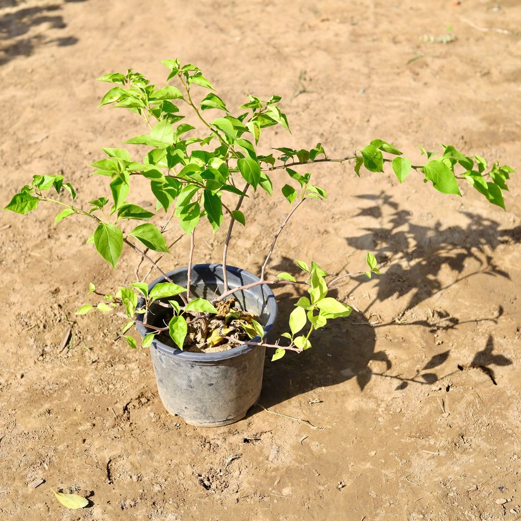 Bougainvillea (any colour) in 8 inch Nursery Pot