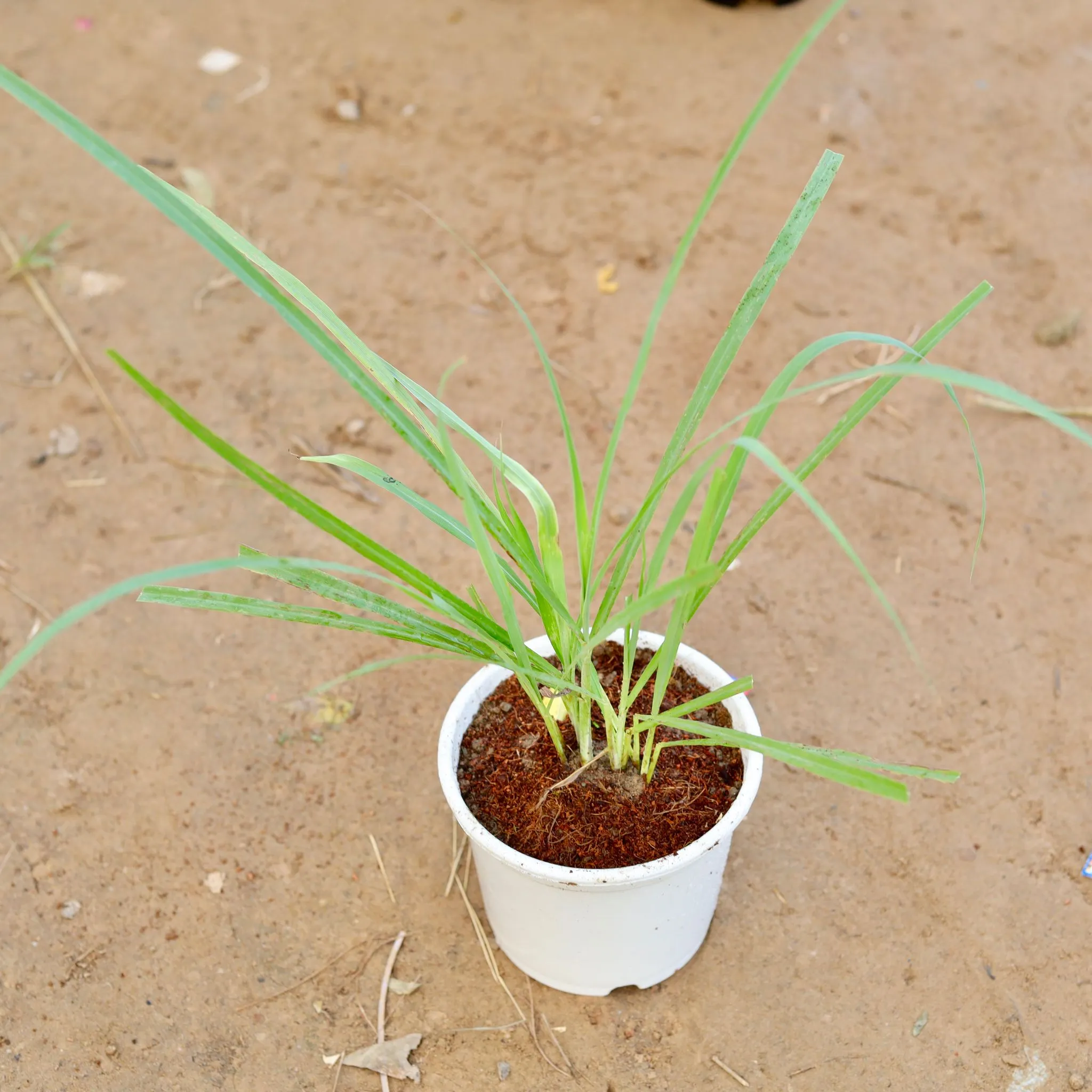 Lemon Grass in 6 Inch White Nursery pot