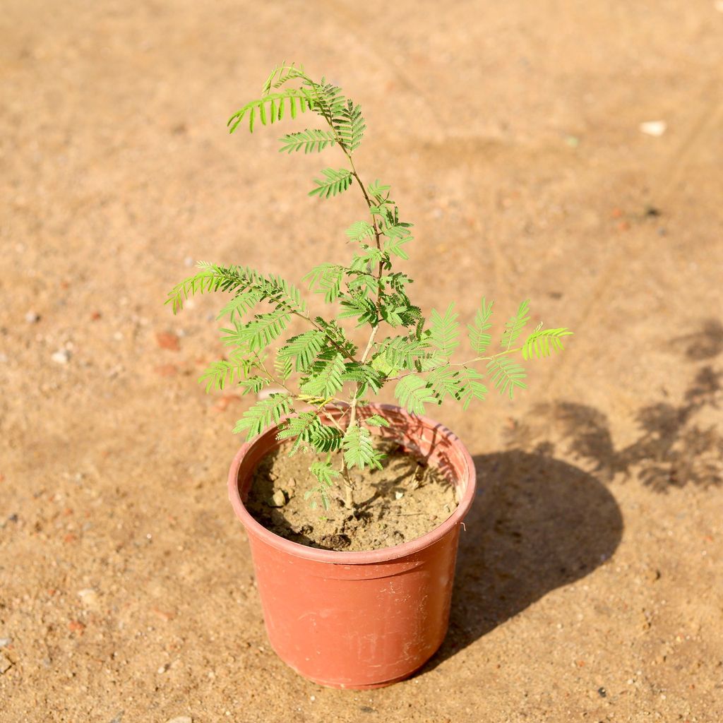 Shami plant in 6 Inch Nursery Pot