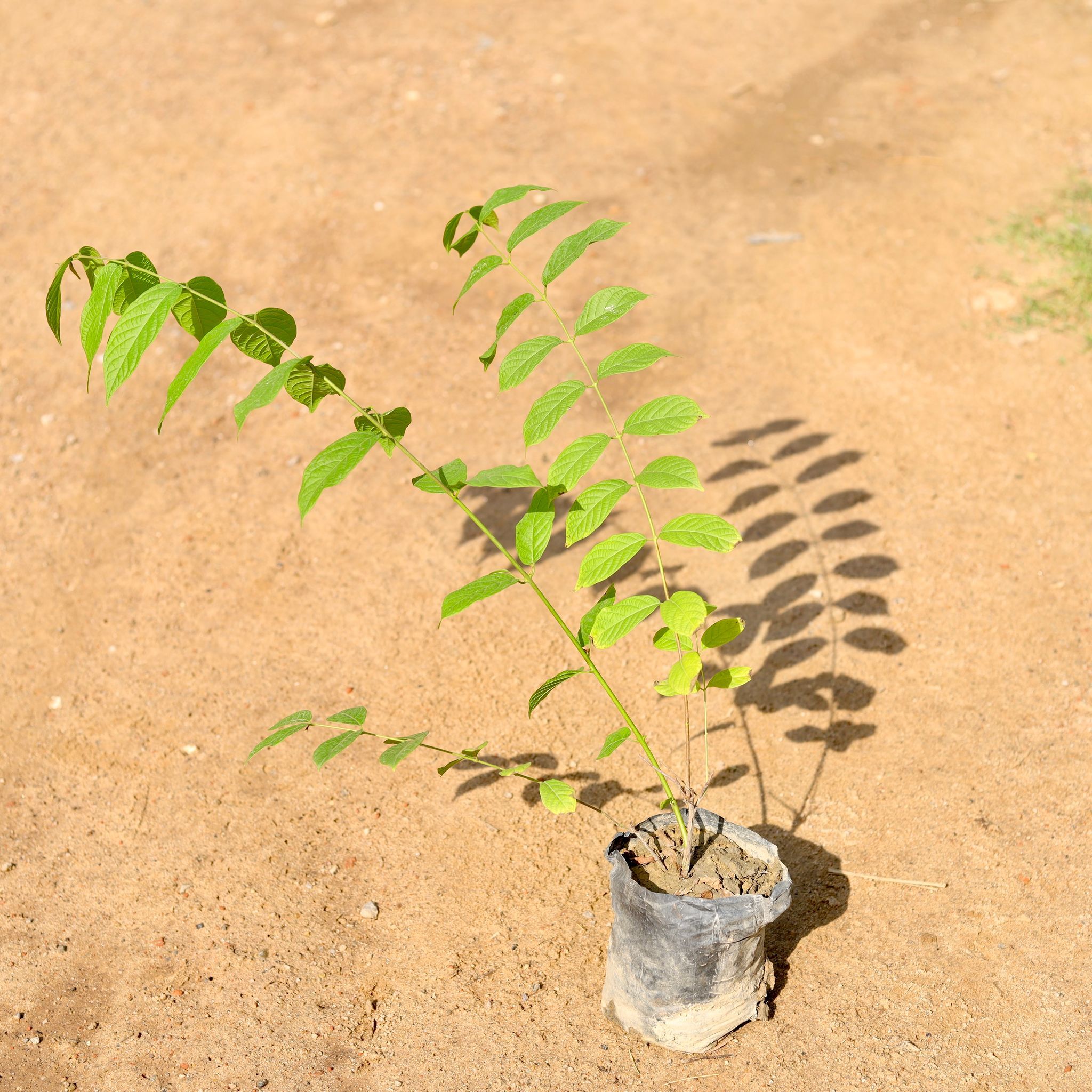 Madhumalti Bel / Rangoon Creeper in 4 Inch Nursery Bag