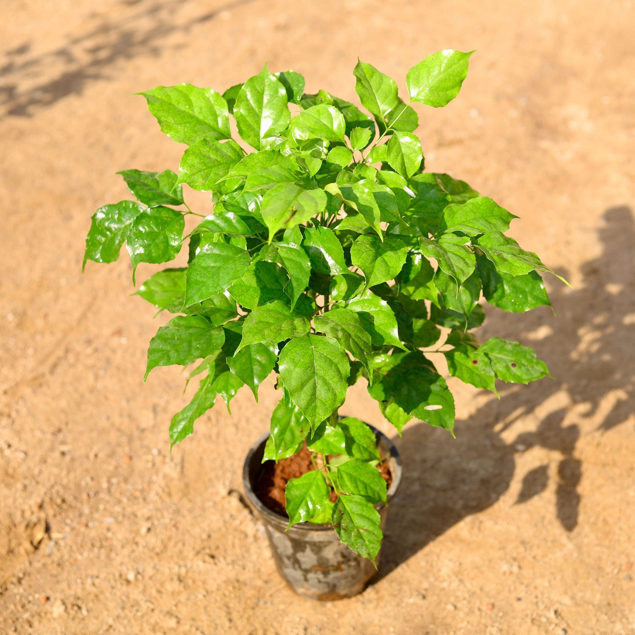 Radermachera / China Doll in 8 Inch Nursery Pot