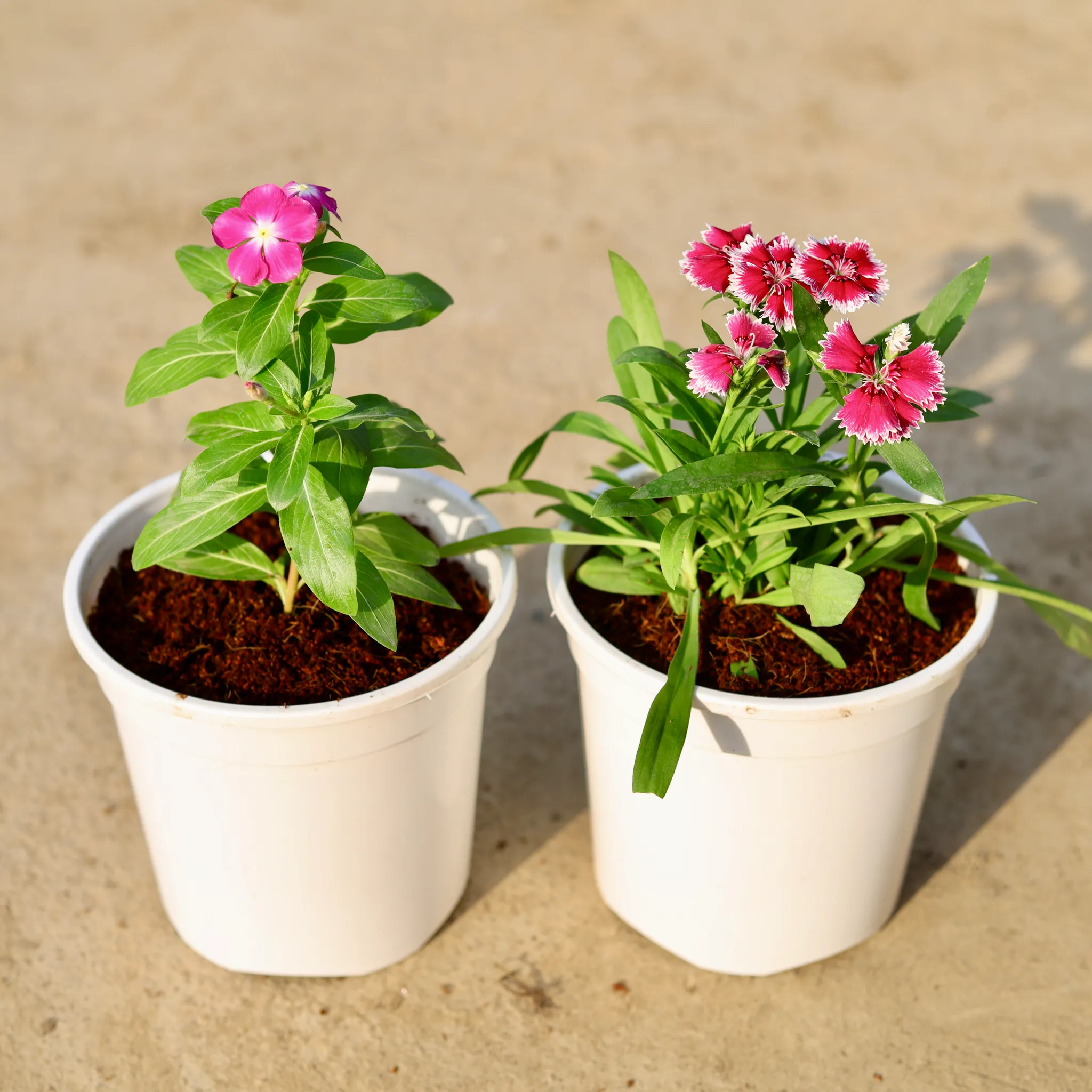 Set of 2 - Dianthus & Periwinkle / Vinca / Sadabahar (any colour) in 6 Inch White Nursery Pot