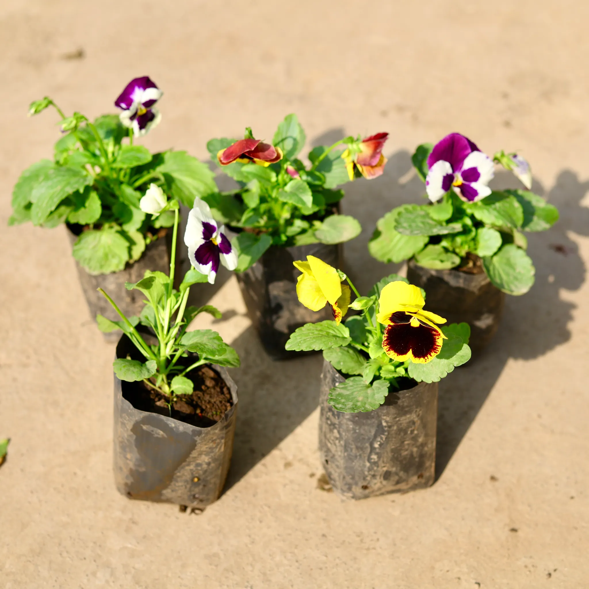 Set of 5 - Pansy (any colour) in 4 Inch Nursery Bag