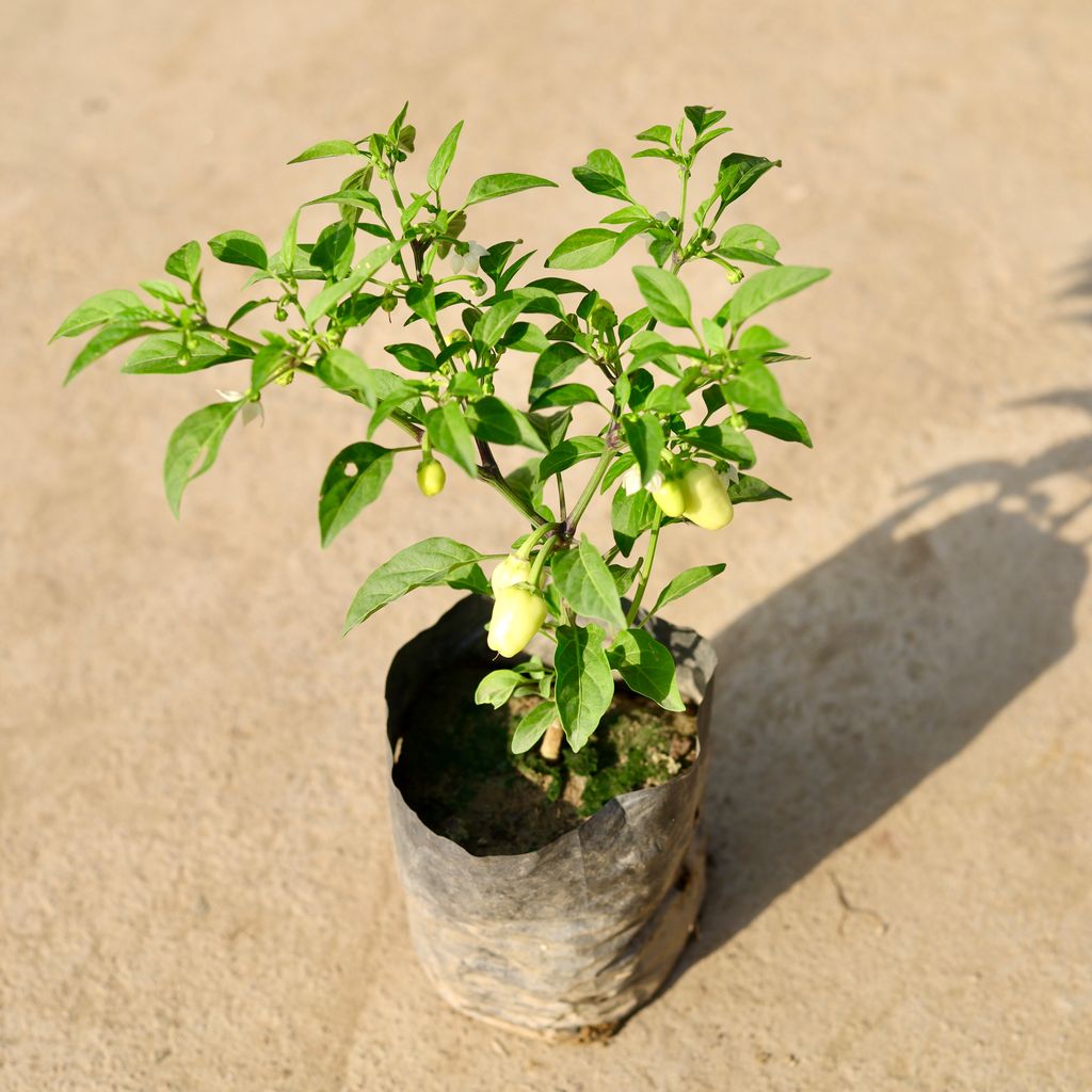 Chilli / Mirchi Plant in 4 Inch Nursery Bag