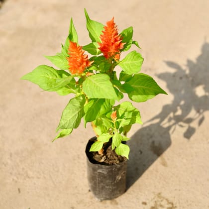Buy Celosia (any colour) in 4 Inch Nursery Bag Online | Urvann.com