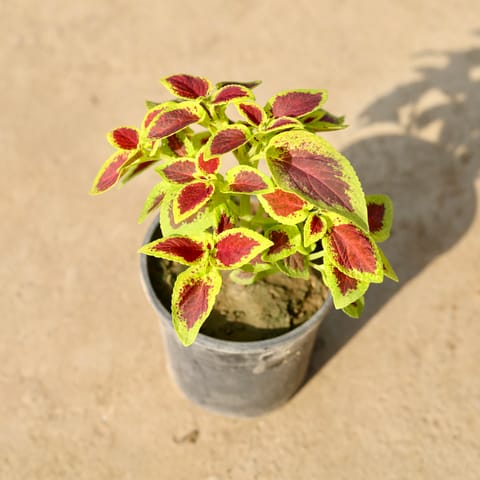 Coleus Green Red (any design) in 4 Inch Nursery Pot
