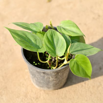 Buy Oxycardium Green in 5 Inch Nursery Pot Online | Urvann.com