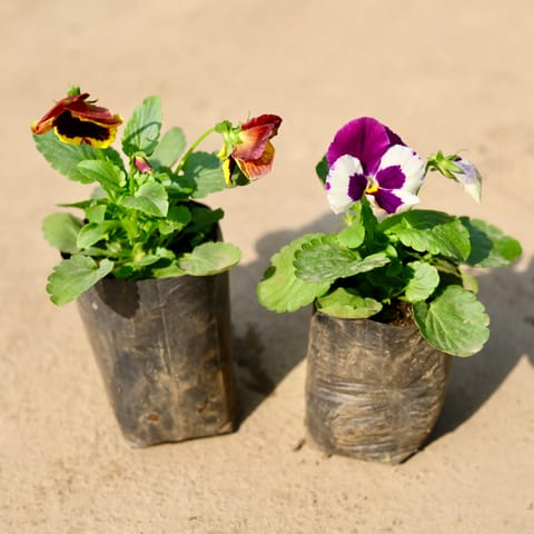 Set of 2 - Pansy (any colour) in 4 Inch Nursery Bag