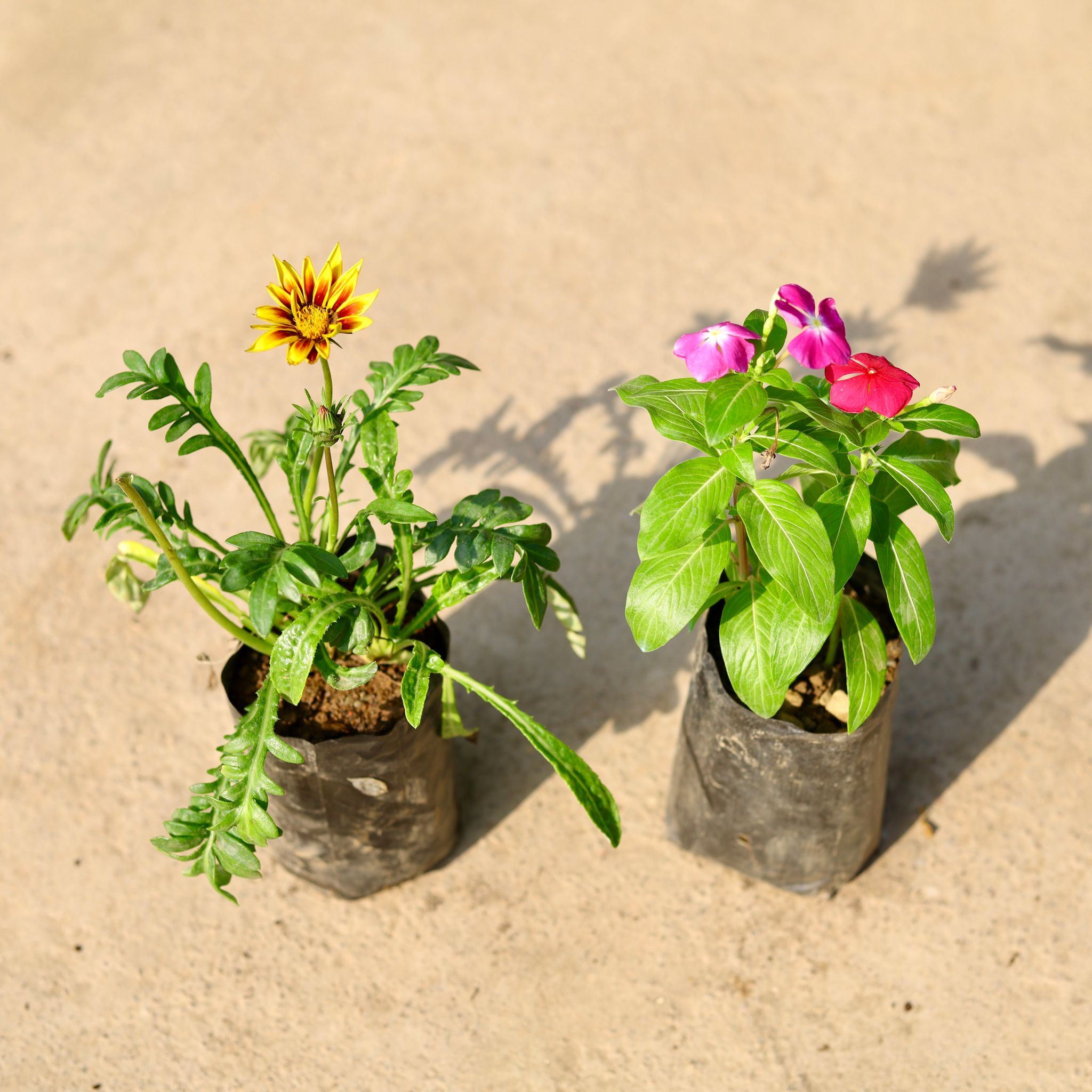 Set of 2 - Periwinkle / Vinca / Sadabahar & Gazania (any colour) in 4 Inch Nursery Bag