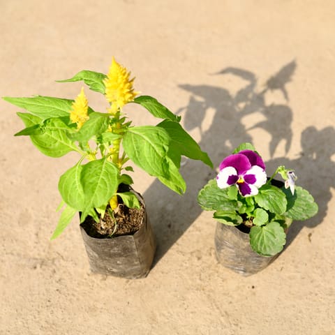 Set of 2 - Celosia & Pansy (any colour) in 4 Inch Nursery Bag