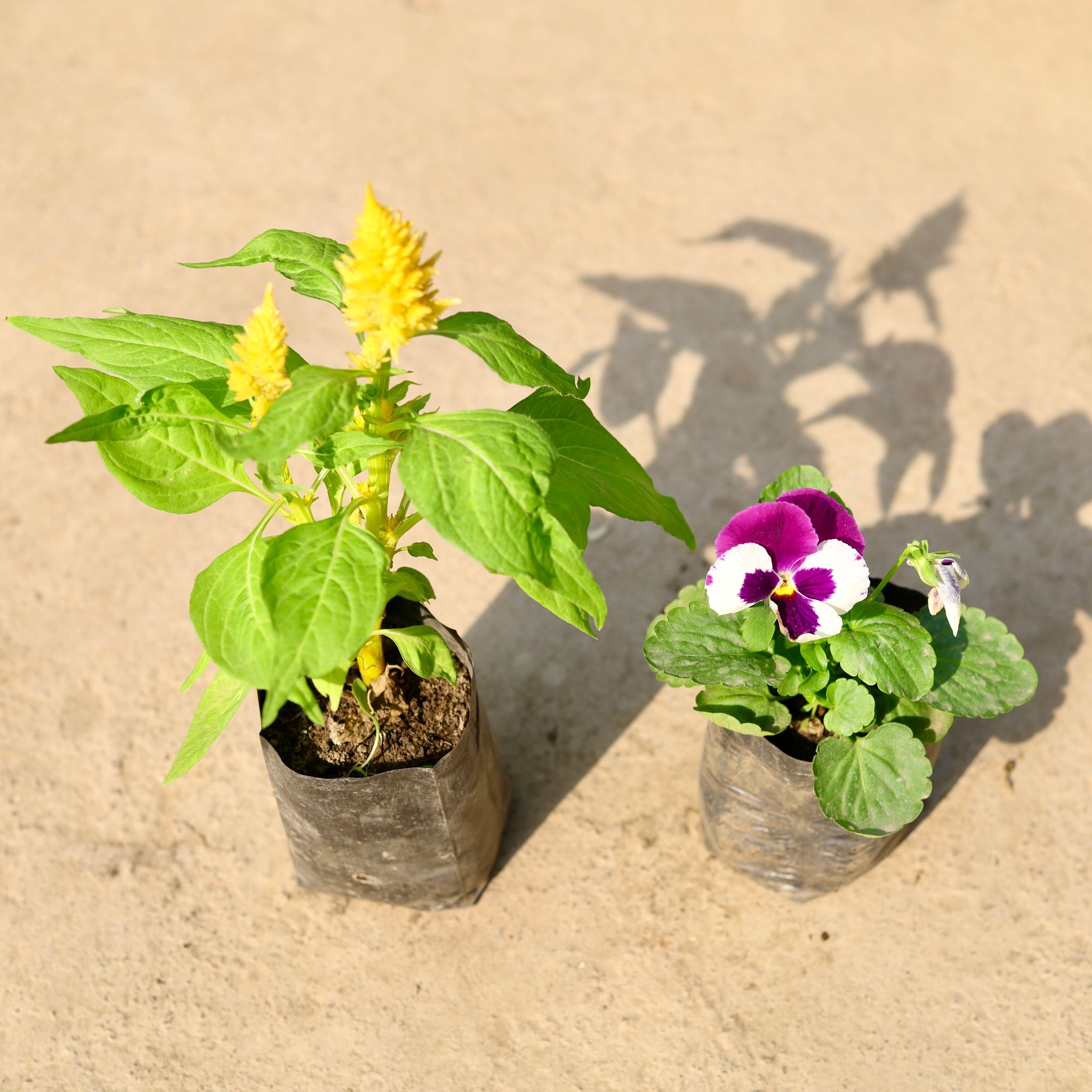 Set of 2 - Celosia & Pansy (any colour) in 4 Inch Nursery Bag