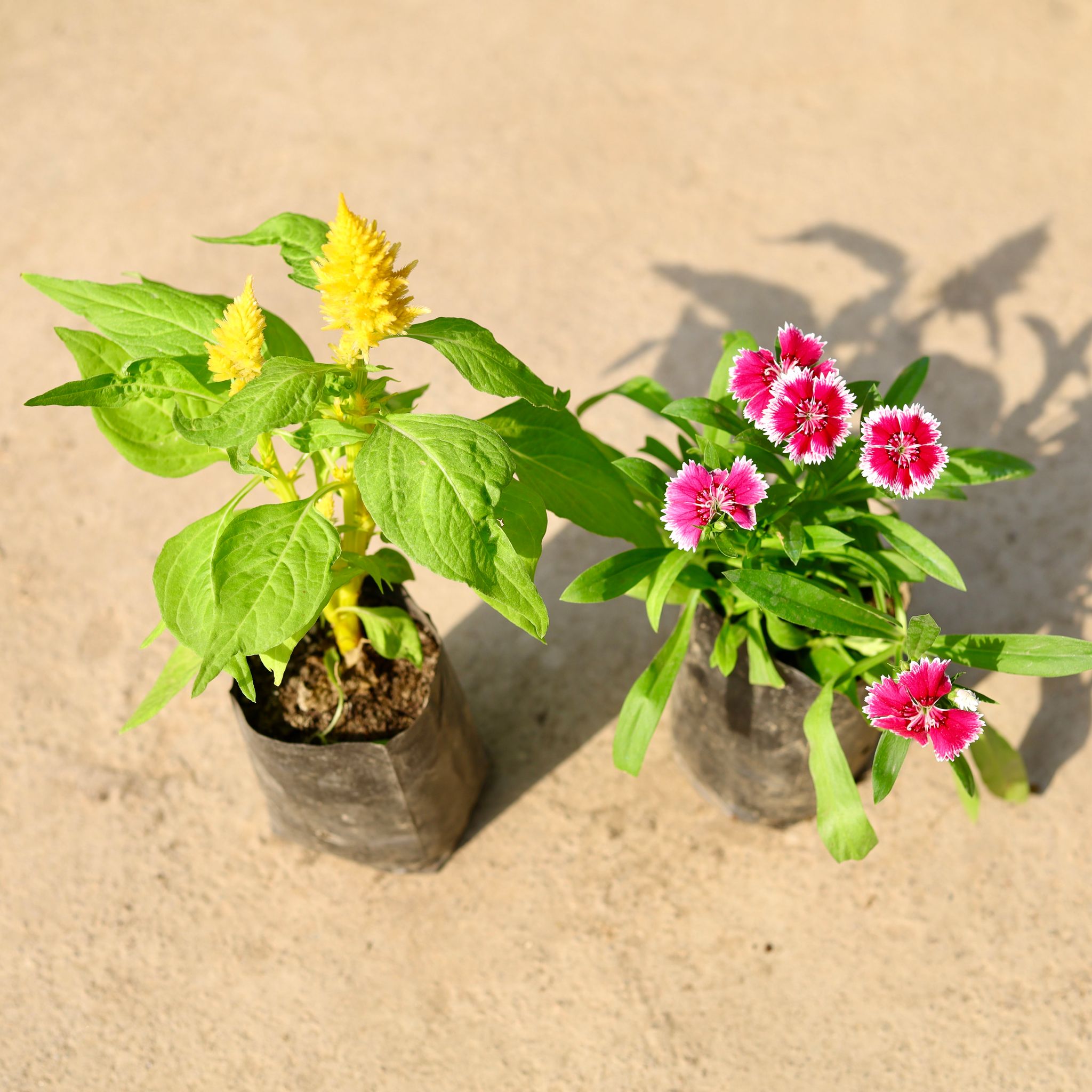 Set of 2 - Celosia & Dianthus (any colour) in 4 Inch Nursery Bag