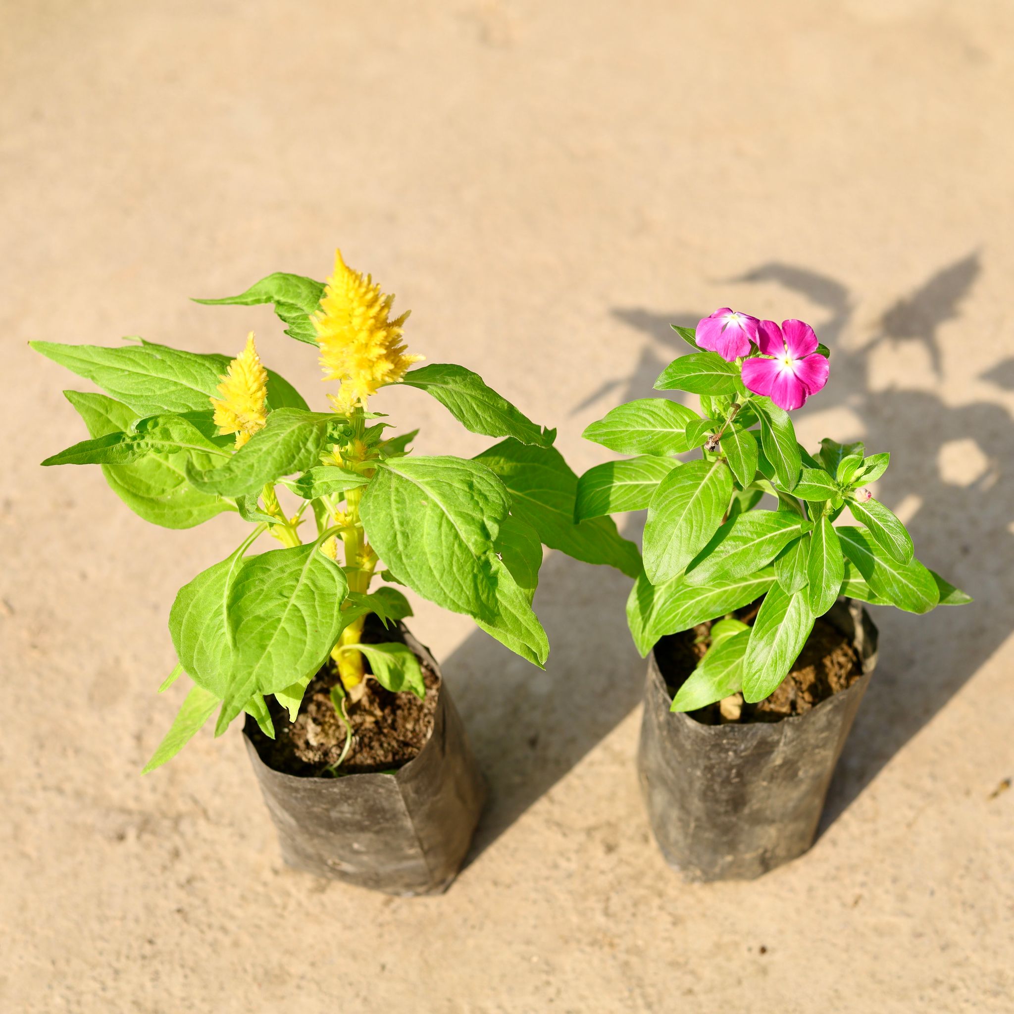 Set of 2 - Celosia & Periwinkle / Vinca / Sadabahar (any colour) in 4 Inch Nursery Bag