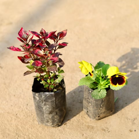 Set of 2 - Alternanthera Red & Pansy (any colour) in 4 Inch Nursery Bag