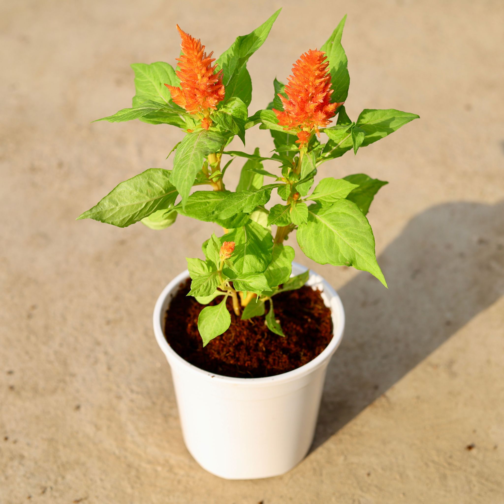 Celosia (any colour) in 6 Inch White Nursery Pot