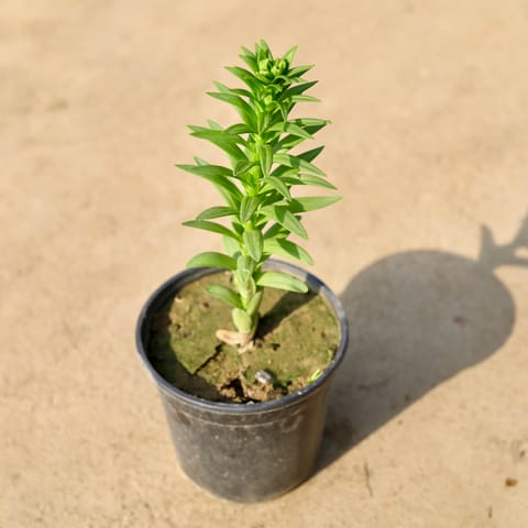Asiatic lily (any colour) in 6 Inch Nursery Pot