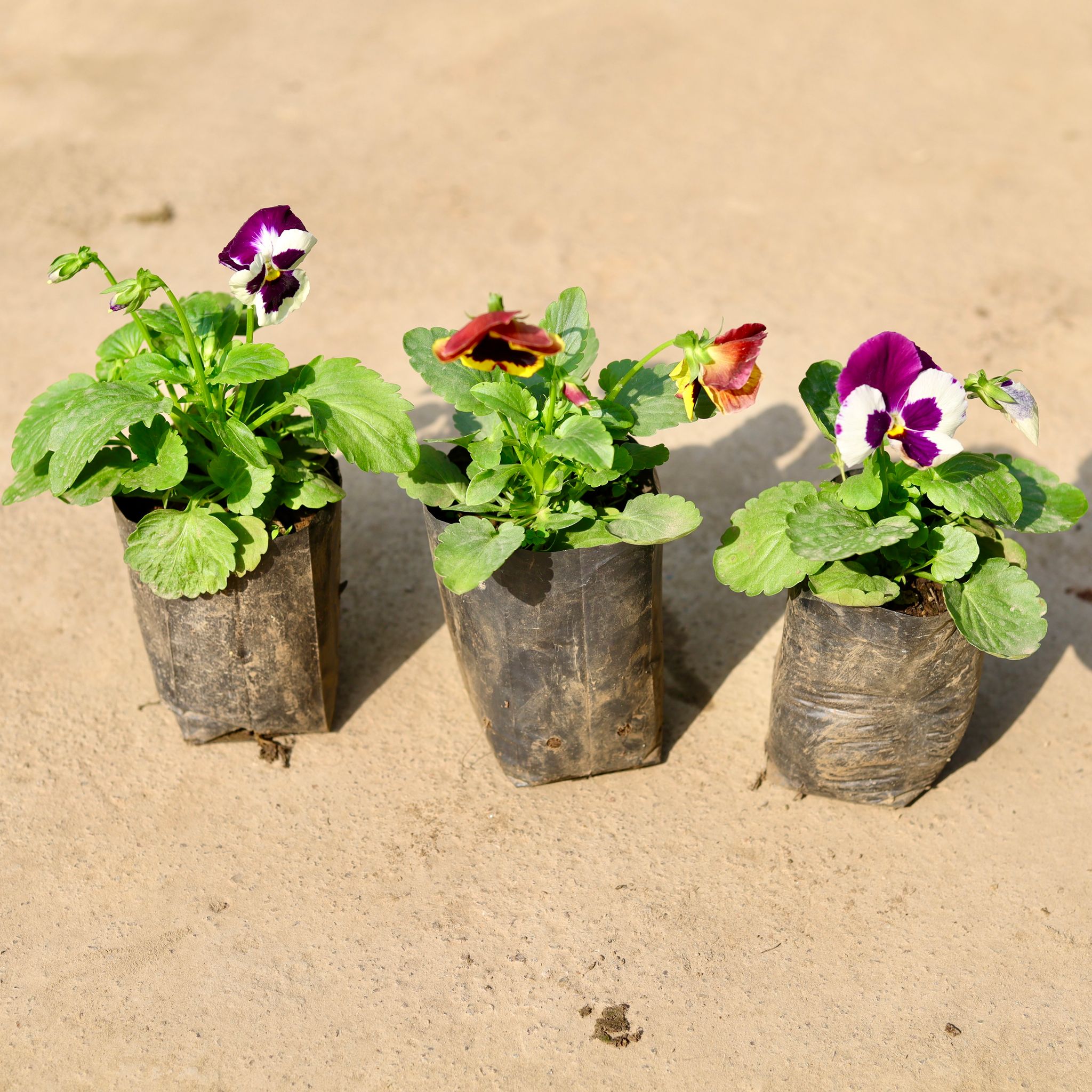 Set of 3 - Pansy (any colour) in 4 Inch Nursery Bag
