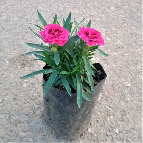 Carnation (any colour) in 4 Inch Nursery bag