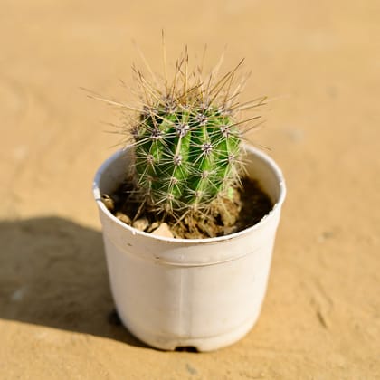 Buy Echinopsis Oxygona Cactus in 3 Inch Nursery Pot Online | Urvann.com