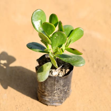 Buy Crassula Succulent in 4 Inch Nursery Bag Online | Urvann.com