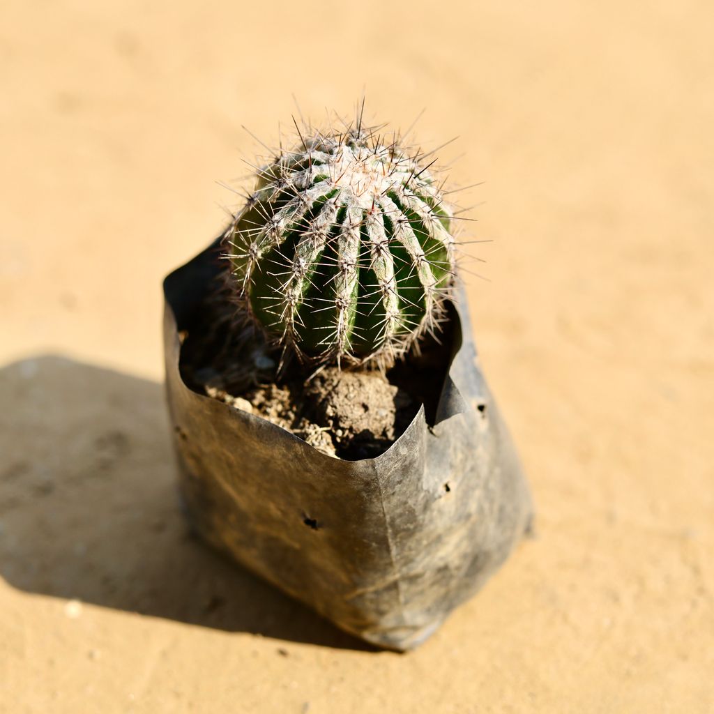 Silver Barrel Cactus in 4 Inch Nursery Bag