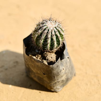 Buy Silver Barrel Cactus in 4 Inch Nursery Bag Online | Urvann.com