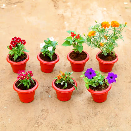 Winter Flowering Steal - Set of 7 - Dianthus, Salvia, Periwinkle / Sadabahar / Vinca, Marigold, Petunia, Dog Flower & Gazania (any colour) in 6 Inch Classy Red Plastic Pot