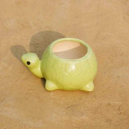 Buy 6 Inch Green Turtle Designer Ceramic Pot Online | Urvann.com