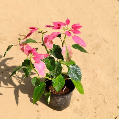 Buy Poinsettia / Christmas Flower Pink in 6 Inch Nursery Pot Online | Urvann.com