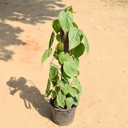 Buy Oxycardium Green with 2 Ft Moss Stick in 10 Inch Nursery Pot Online | Urvann.com