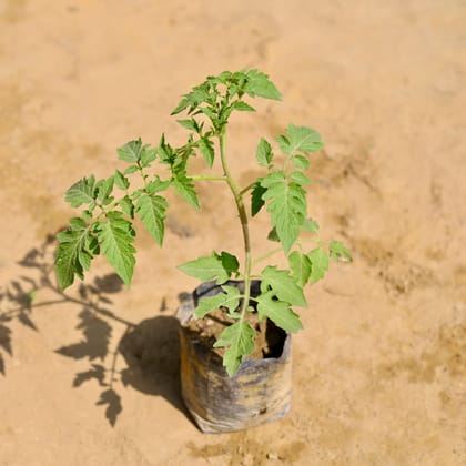 Buy Tomato Plant in 4 Inch Nursery Bag Online | Urvann.com