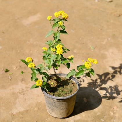 Buy Lantana (any colour) in 6 Inch Nursery Pot Online | Urvann.com