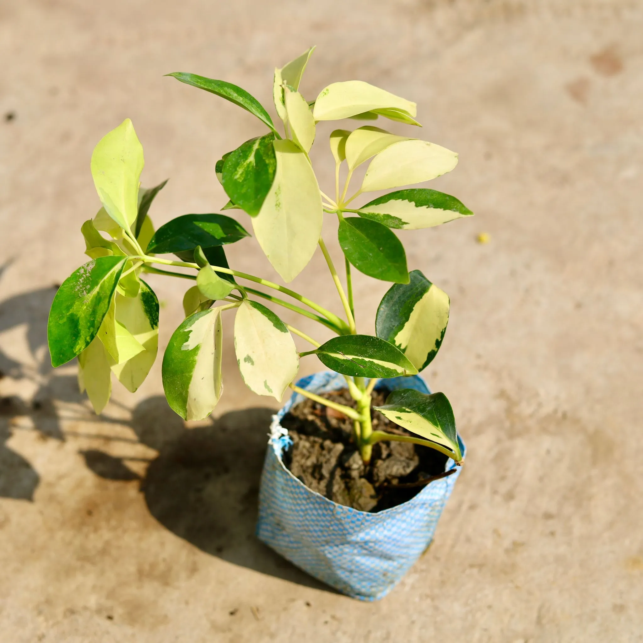 Schefflera Brassia in 4 inch Nursery Bag