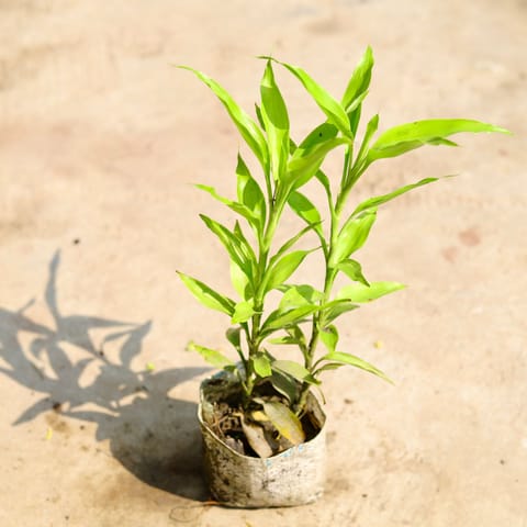 Golden Bamboo in 4 inch Nursery Bag