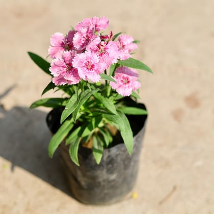Buy Dianthus (any colour) in 4 inch Nursery Bag Online | Urvann.com
