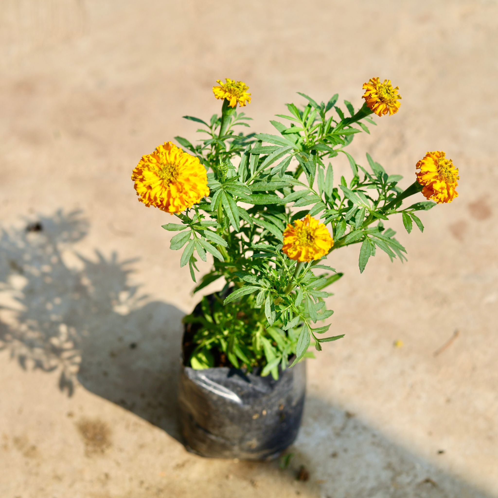 Marigold / Genda (any colour) in 4 inch Nursery Bag