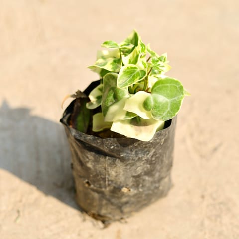 English Ivy in 4 inch Nursery Bag