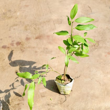 Buy Tej Patta / Bay Leaf in 4 inch Nursery Bag Online | Urvann.com