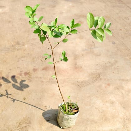 Buy Guava / Amrood Plant in 4 inch Nursery Bag Online | Urvann.com