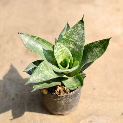 Buy Snake Dwarf Green in 4 inch Nursery Pot Online | Urvann.com