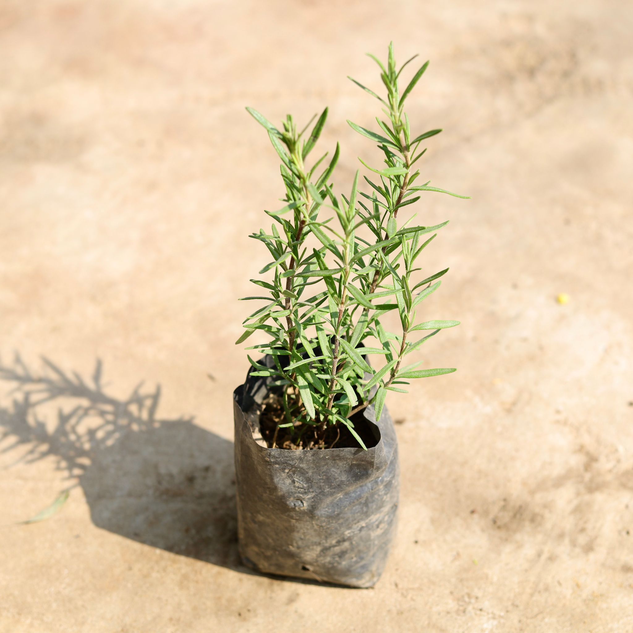 Rosemary in 4 inch Nursery Bag