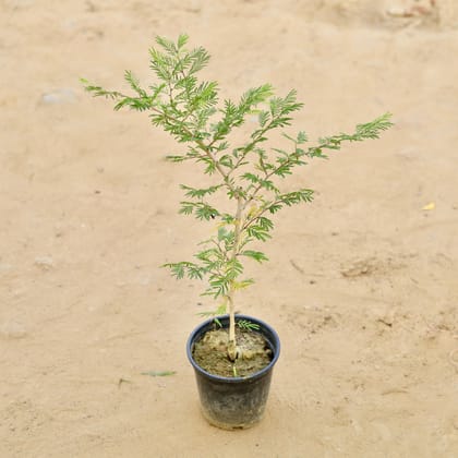 Buy Shami in 6 Inch Nursery Pot Online | Urvann.com